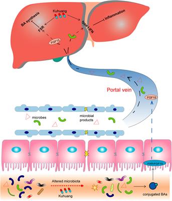 Kuhuang alleviates liver fibrosis by modulating gut microbiota-mediated hepatic IFN signaling and bile acid synthesis